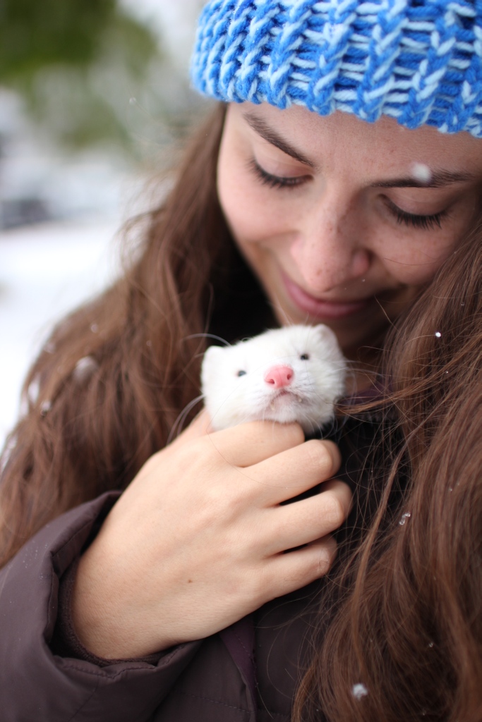TheModernFerret's tweet photo. Probably my favorite picture I've ever taken with Albert. Do your ferrets enjoy the snow? How do they react to it? https://t.co/ebMVNJTCDN