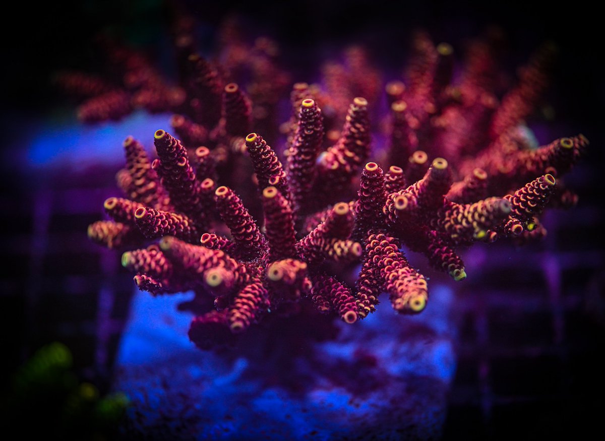 ReefChasers's tweet photo. 🤯Bearded Dragon Millepora 🐉
Frags available at https://t.co/LuOQNFxBnt 💦
#reefchasers #acropora #millepora #beardeddragon #dragon #rcc #reef2reef #reefbuilders #reeftanksofinstagram #allmymoneygoestocorals #reeftank #saltwatertank https://t.co/0TEWerxZmm