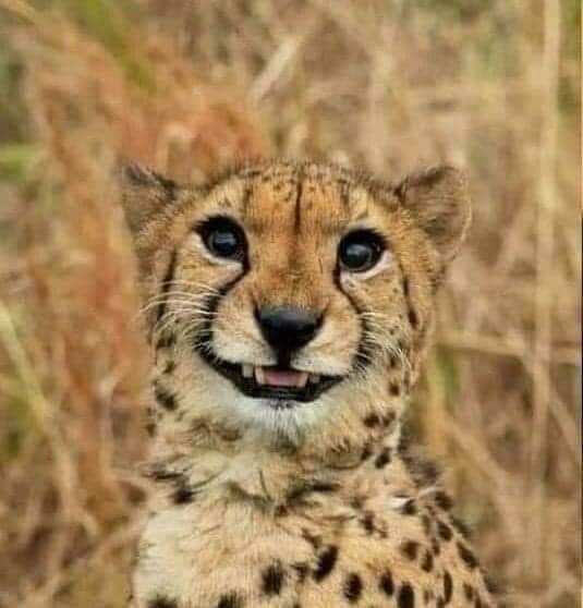 georgeChirongo1's tweet photo. @mbadapazvese @NdomieL @PhiriTofara https://t.co/dYUnrjV2v1
