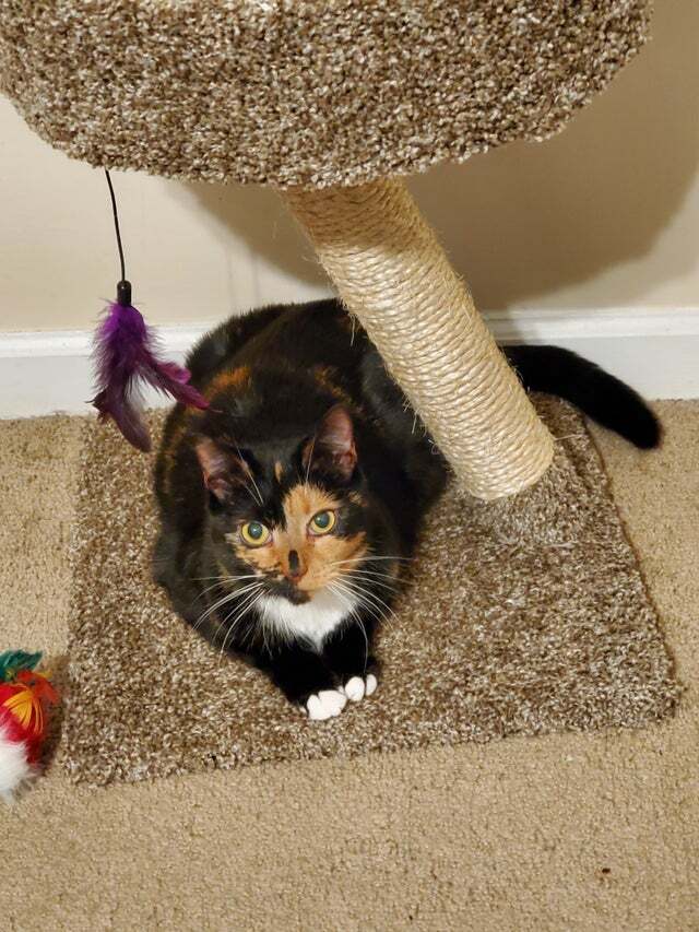 kittyxinfinity's tweet photo. 🐱 via https://t.co/dhBp2WjZbj https://t.co/DCRgkzkStP