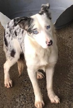 millypod1's tweet photo. PEPPA HOME SAFE. THANKS FOR RT's ๐๐๐พ
20 NOV 2021 #Lost
Grey & White Merle Border Collie Female
#Hookagate #Shrewsbury #Shropshire #SY5
Sheโs very timid, we had literally just got her home from a private rehome and she scrambled over a fence
https://t.co/3ap5jQLIwa https://t.co/3nPVd2fAqN