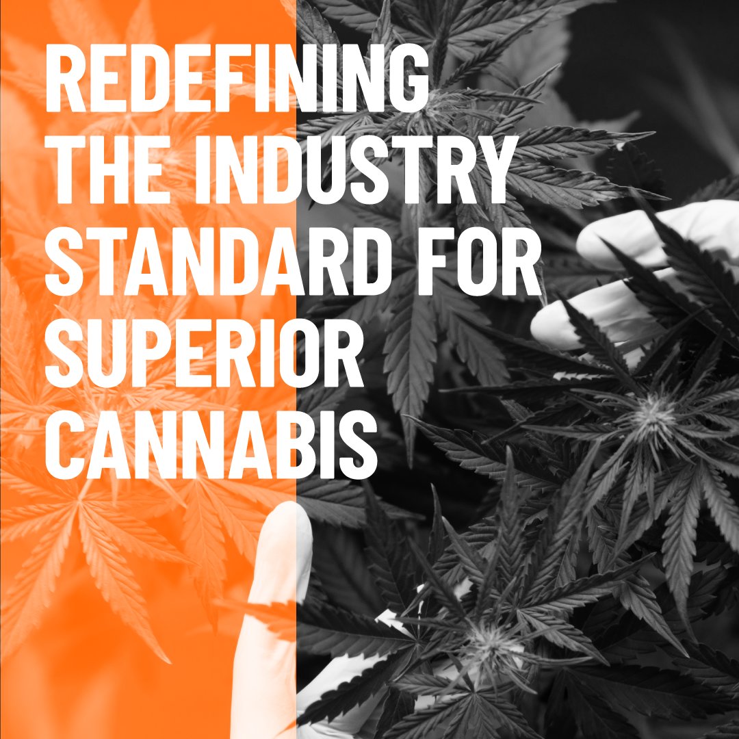 Acreagepharmsca's tweet photo. Innovation is born out of necessity, and @Tier1reserve thought it's necessary to go above and beyond industry standards.
Find out more: https://t.co/W1RuKgUpqJ
#harvest #cultivation #premium #cannabis #process #commitment #standard #higheststandard #acreagepharms #cbd #cannabis https://t.co/HdQPOSDZRc