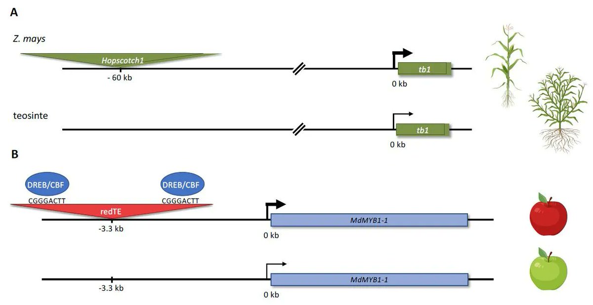 Cis-regulatory sequences in plants: Their importance, discovery, and future challenges (Robert J Schmitz, Erich Grotewold, Maike Stam) #PlantSci buff.ly/3HUX3v1