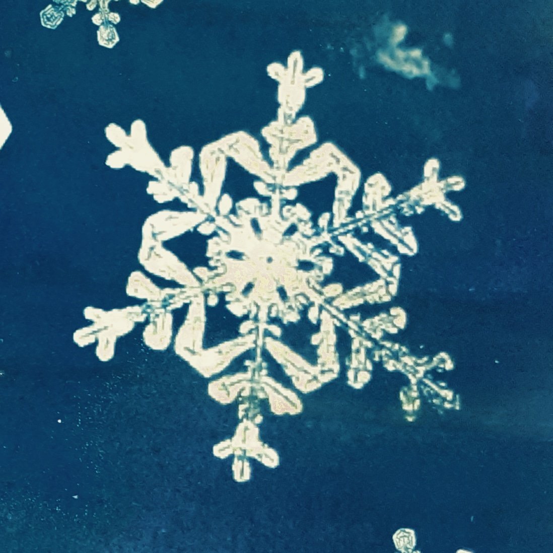 pamkelt's tweet photo. Before 1885, no-one had photographed a snowflake. Things you learn when doing cyanotypes and digital negatives. See BlueFernPrints (&amp; new snowflake cyanotypes) at Warwick Christmas lights Nov 25 and learn more. #BlueFernPrints #cyanotypes https://t.co/7tqYQDS3hp