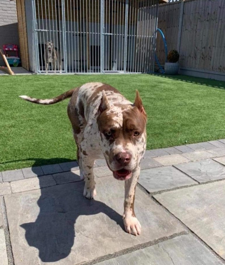 MissingPetsGB's tweet photo. 🐕 #URGENT
#QUEENIE has been #STOLEN by masked men in hi-viz vests, from her home today 23/11 in #Shoeburyness #Essex
She was forcibly dragged through the house causing her to empty her bowels in fright😢&amp; loaded into a 4x4
REWARD offered for return 🙏
https://t.co/rFHeuyC2Cv https://t.co/odNBC1WTq3
