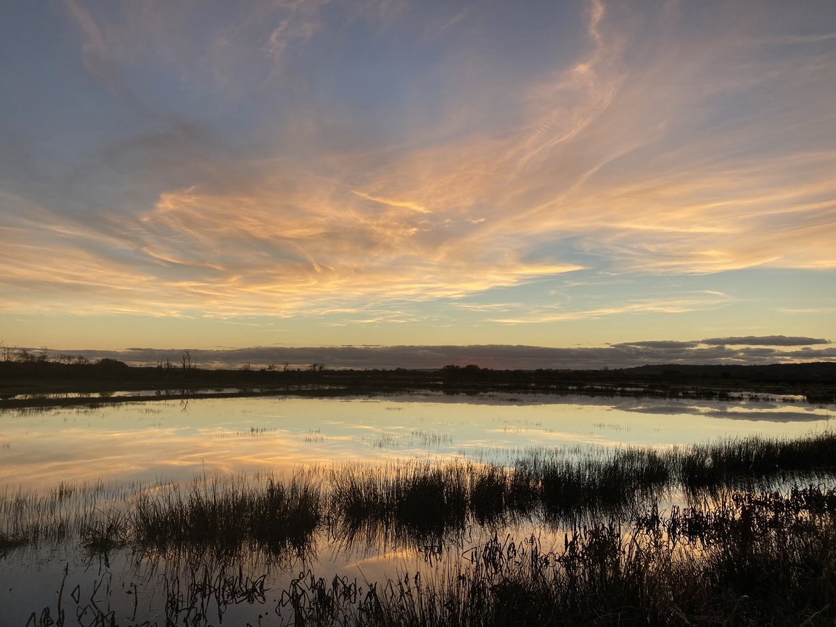birdsandbike's tweet photo. Dreamy close to the day @RSPBCymru #corsddyga the marsh shimmering with gossamer - even wrapping round the local Stonechats. A great egret north of the cefni came back only the reserve and the main show several 100,000 Starlings at dusk. #digscoping #anglesey https://t.co/OloqLvo65R