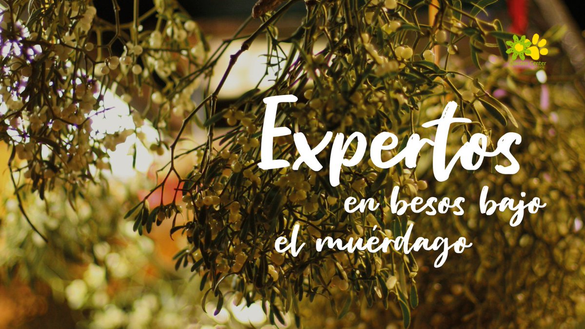 mvgarden's tweet photo. Hoy es #Navidad, día de pasar tiempo de calidad junto a esos que más quieres, de volver a ver a seres queridos que ves menos de lo que quisieras, y de recordar momentos de felicidad.😊

Esperamos que paséis una época llena de alegría y felicidad. ¡Feliz Navidad! 🥂

#jardinarium https://t.co/Gjzo3SDyyX