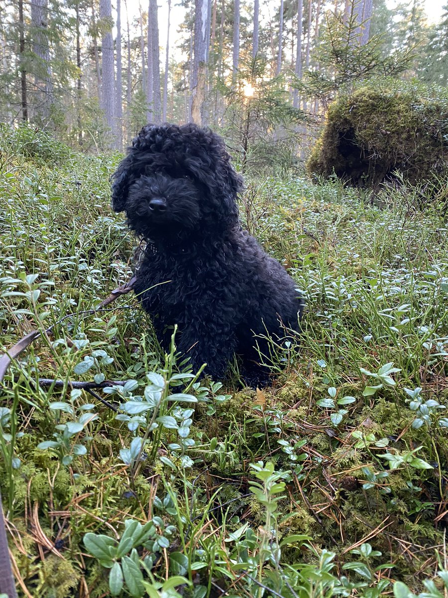 Livet med valp ändå. Ena dagen utforska en ny skog - andra dagen stå i soprummet och ensamhetsträna (och twittra uppenbarligen…).