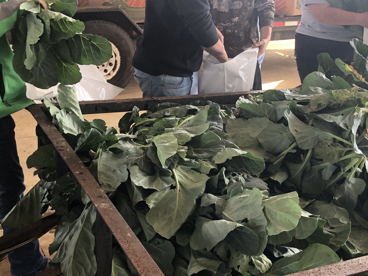 FeedingTheGulf's tweet photo. Tomorrow, we will be hosting our 
#FarmtoCity distributions in both Pensacola &amp; Milton. 
This means today is gleaning day! Thank you to our hard-working volunteers and staff who gleaned some fresh produce for tomorrow!   

More info is here: https://t.co/IbOvWnCf4n

#Thanksgiving https://t.co/Qfkp6XM89x