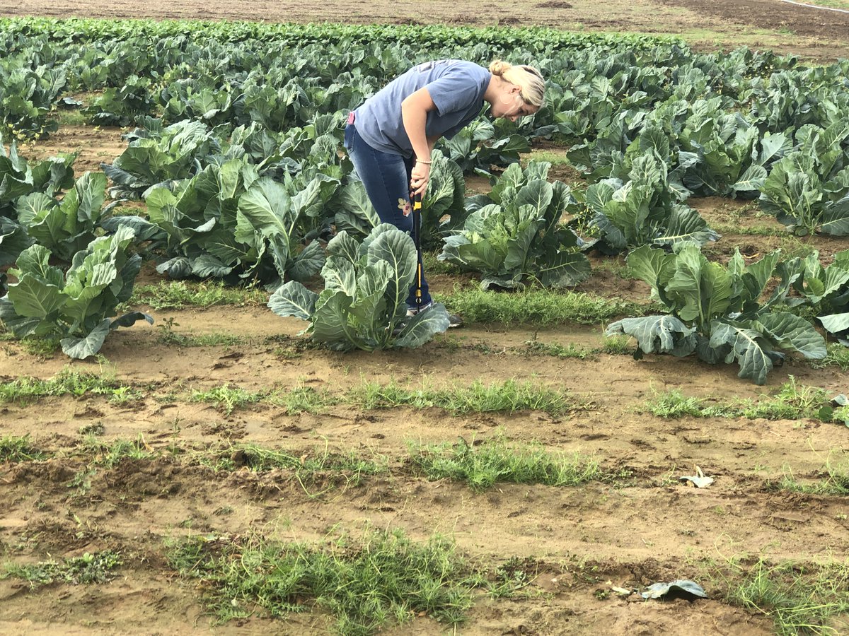 FeedingTheGulf's tweet photo. Tomorrow, we will be hosting our 
#FarmtoCity distributions in both Pensacola &amp; Milton. 
This means today is gleaning day! Thank you to our hard-working volunteers and staff who gleaned some fresh produce for tomorrow!   

More info is here: https://t.co/IbOvWnCf4n

#Thanksgiving https://t.co/Qfkp6XM89x
