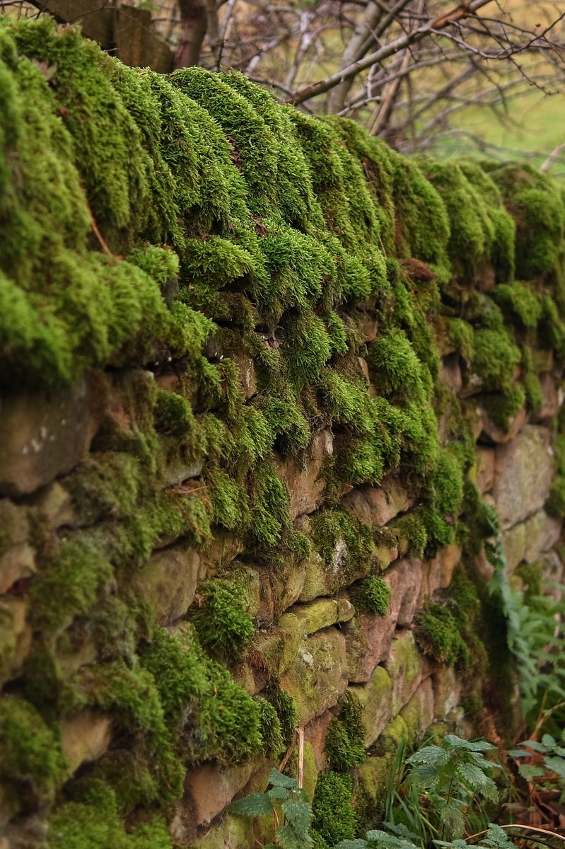 ' Mossy Wall '

A few of you might like mossy stones so here's a mossy wall at #DerwentValley

#moss #wall #peakdistrictnationalpark #peakdistrict #derbyshire #DerwentDam #naturephotography #nature #naturelovers