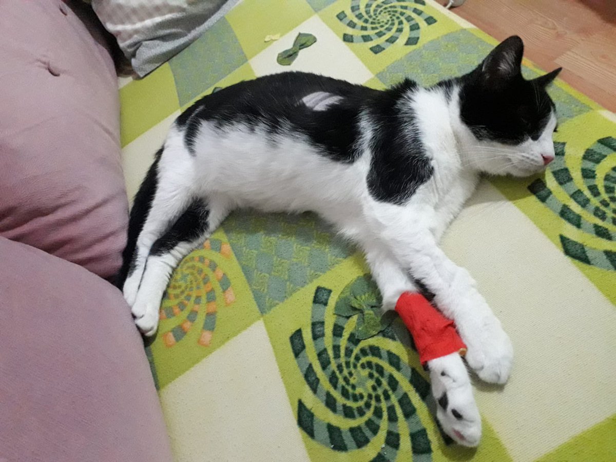 Fip teşhisi konulan oğlumuzun tetkik sonuçlarının bir kısmı. Kalp ile akciğer arasından sıvı alınarak net bir teşhis de konuldu. Yarın ilk tedavimize başlıyoruz, devamı için yardımınıza ihtiyacımız var. DM den bana ulaşabilirsiniz.
#FIP #fipkediler #fipsavaşçısıkediler