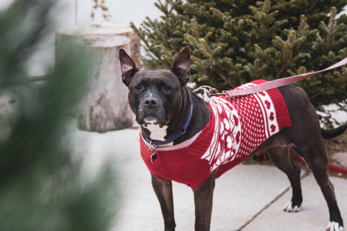 313dogrescue's tweet photo. We’re starting a fund for her, the Flower Fund, and we hope to raise $4,000 to cover her ultrasound, medical maintenance and supplies.

Please help us with the #FlowerFund at https://t.co/5yr2yWmFcQ

#Flower #ForeverFoster #FosteringSavesLives #CourtCaseDogs #Rescued

[4/4] https://t.co/MzIa6sYEKU