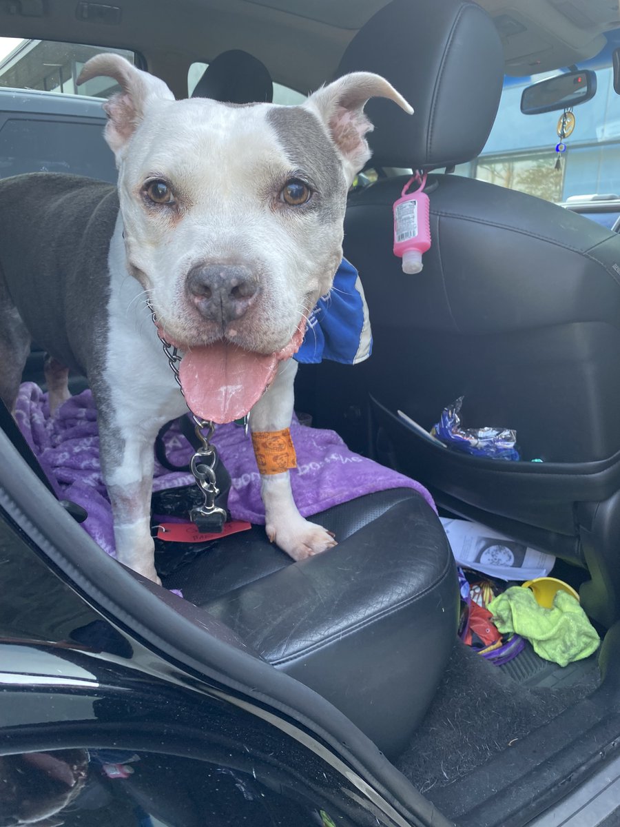 GreyMuzzleOrg's tweet photo. Grantee @BARCS_SHELTER shared this amazing story: "Both Griffey &amp; his mom were diagnosed with cancer. Unable to afford veterinary care while on disability, she reached out to BARCS. Griffey was able to have surgery &amp; recovered. Today they are both doing well!" #meetthedogs https://t.co/xLmstQV5iA