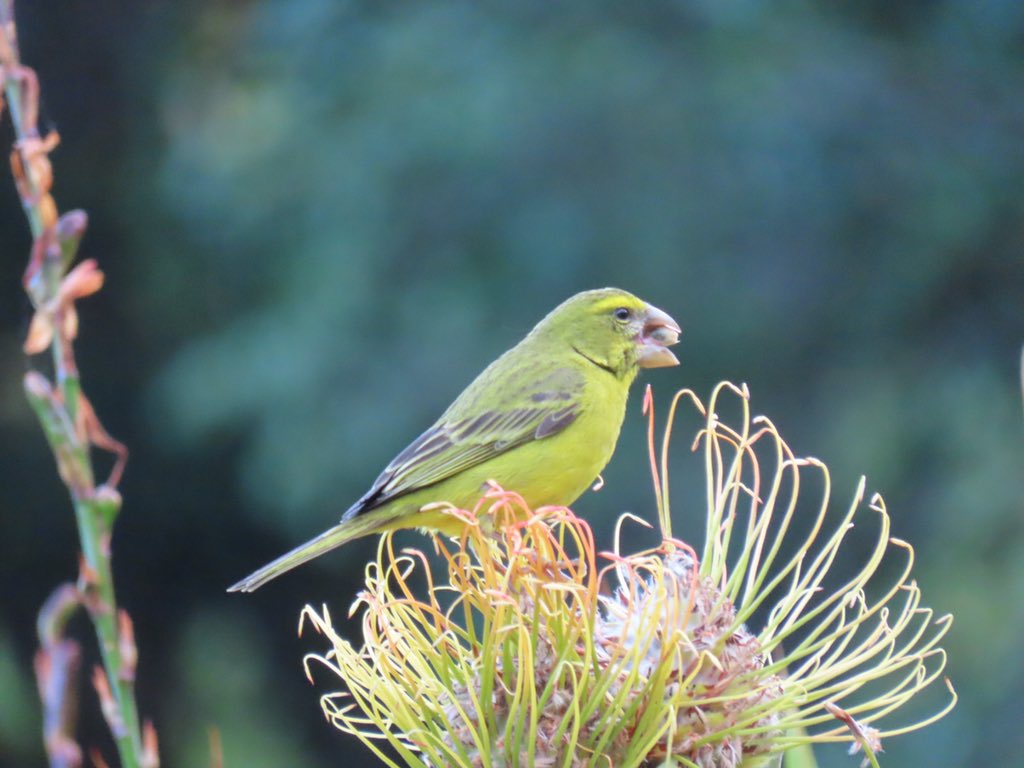 Cfengwong1960's tweet photo. Brimstone canary #birdwatcher #nature #friends #PictureOfTheDay #animal #earth beatiful
#arizona #woodpecker #wildlife#birds #birding #PostABird
#LockdownBirding #photography #BirdTwitter
#naturephotography #birdphotography #WeLoveSouthAfrica #SouthAfrica https://t.co/m3gyUEdrox