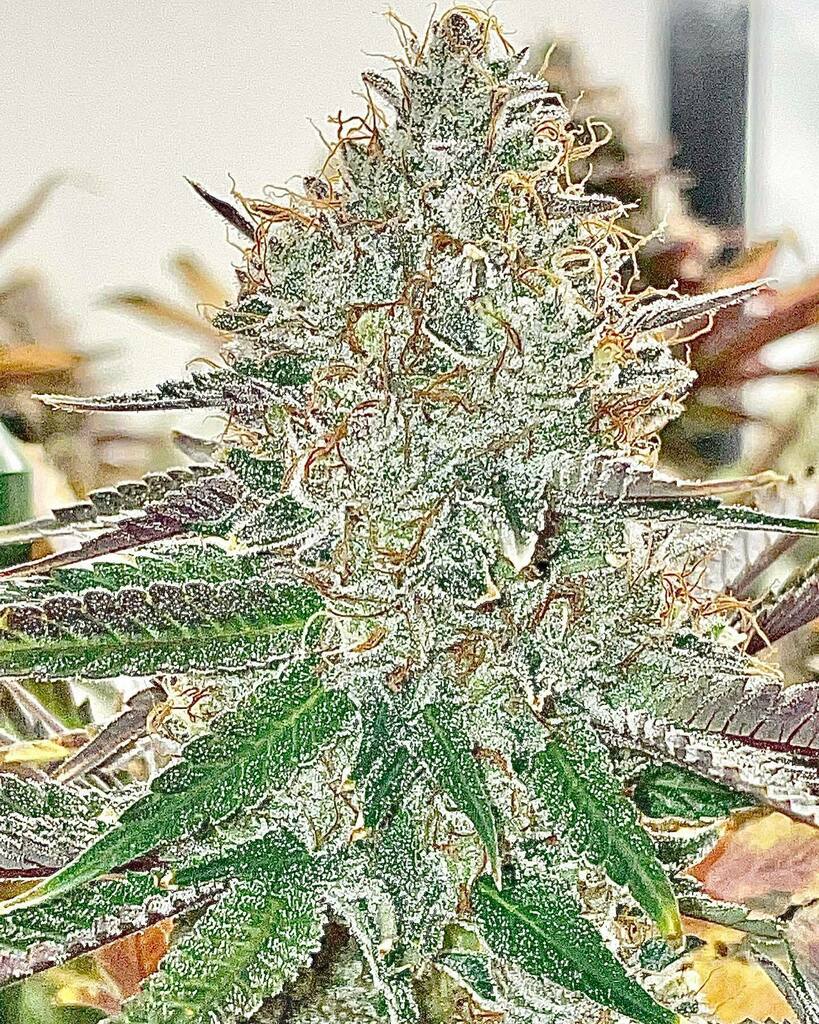 PhenoWolf's tweet photo. PB&amp;J Runtz 

#PeanutButterBreath x Strawberry Runtz 

The homie over at @r_oil_tree killed it with this gem 💎 

Grown By: @r_oil_tree 
Bred by: @greenwolf_genetics 

#cannabis #greenwolfgenetics https://t.co/CwG7Lt1Kre https://t.co/PmhCIK80Av