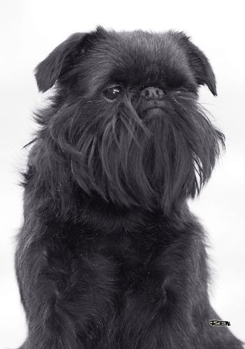 Сатана - Бельгийский грифон

- кучерявый кавалер
- очень заботлив к своим кучерявым отпрыскам
- кайф кайф кайф!! Ой.. Вернее гав гав гав!!! 

#внутрилапенко #лапенко #сатана