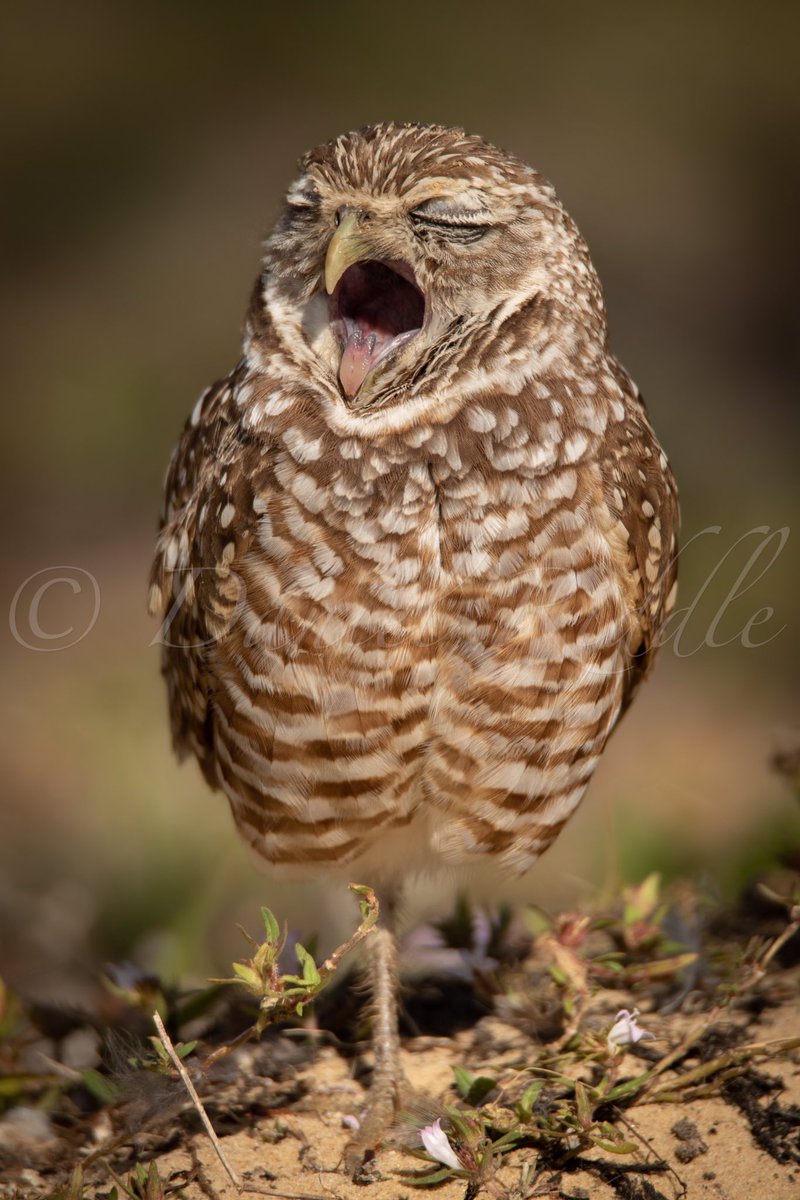 birdcrazed6's tweet photo. VIEW FULL SCREEN PLEASE
Monday afternoon and I’m SLEEPY 😴!!
Burrowing Owl yawning 🥱
#TwitterNatureCommunity #NaturePhotography #nature https://t.co/n2M1FjUipl