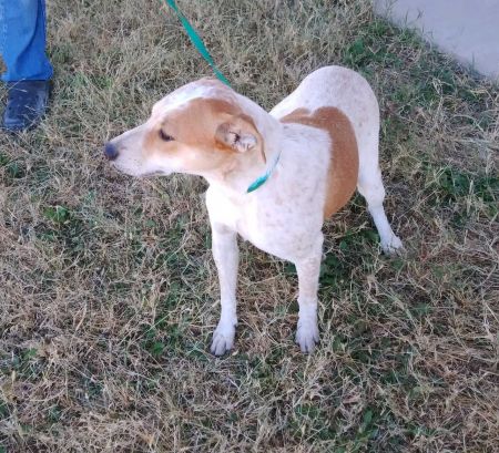 adopt_a_dog_bot's tweet photo. Allegra is an independent mutt, who can be found near Larned, KS! Allegra is a Cattle Dog mix, who clucks like a chicken whenever there might be intruders around. #CattleDog #mixedbreed #mutt #dogsoftwitter #rescue #adopt #dog #Larned #Kansas #KS https://t.co/xm4xcTWsJR https://t.co/8h3acPx0YW