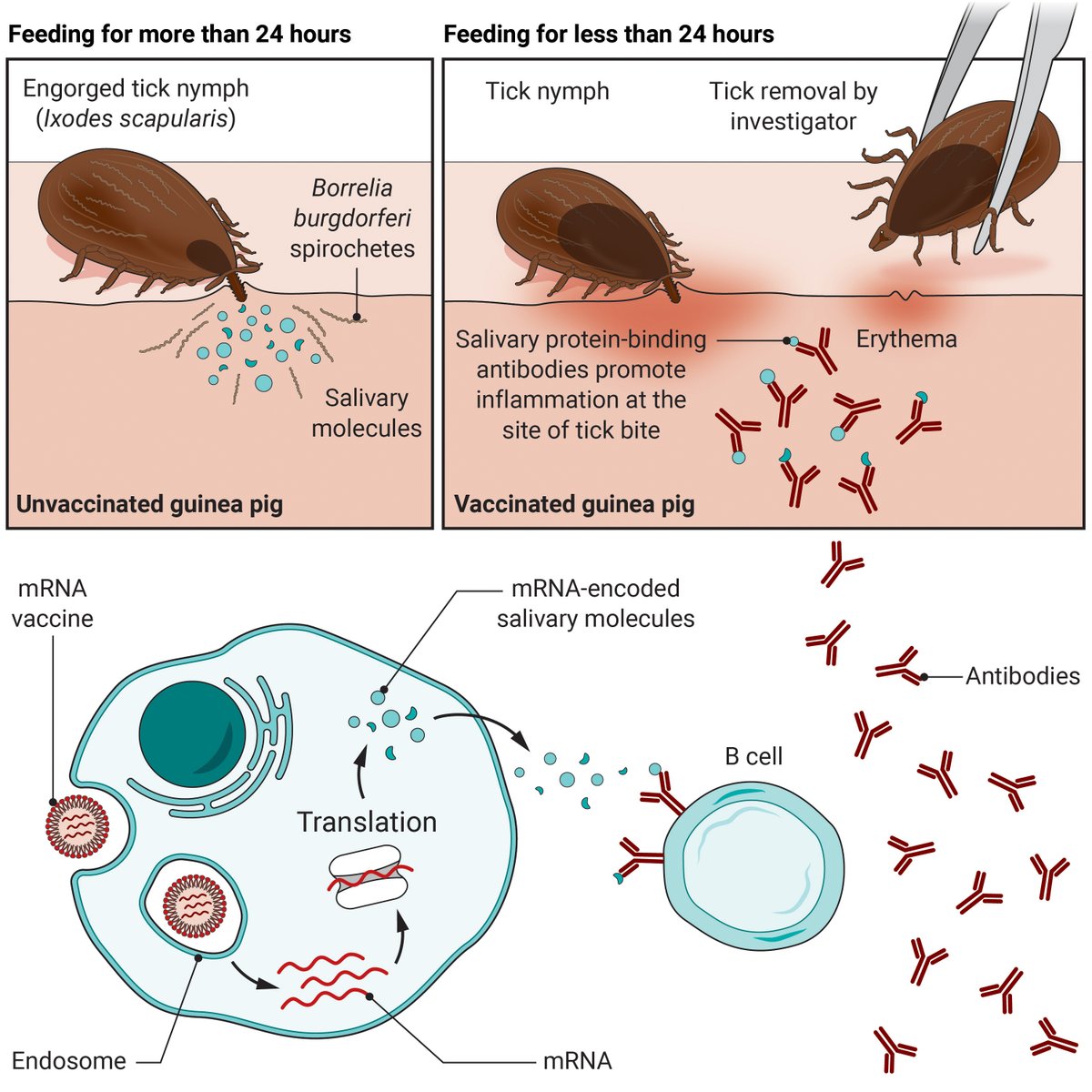 ScienceMagazine's tweet image. A new mRNA-based vaccine catches ticks red-handed, promoting tick detachment and preventing transmission of tick-borne infection in guinea pigs.

Learn more in this @ScienceTM Focus: fcld.ly/q5j9egq