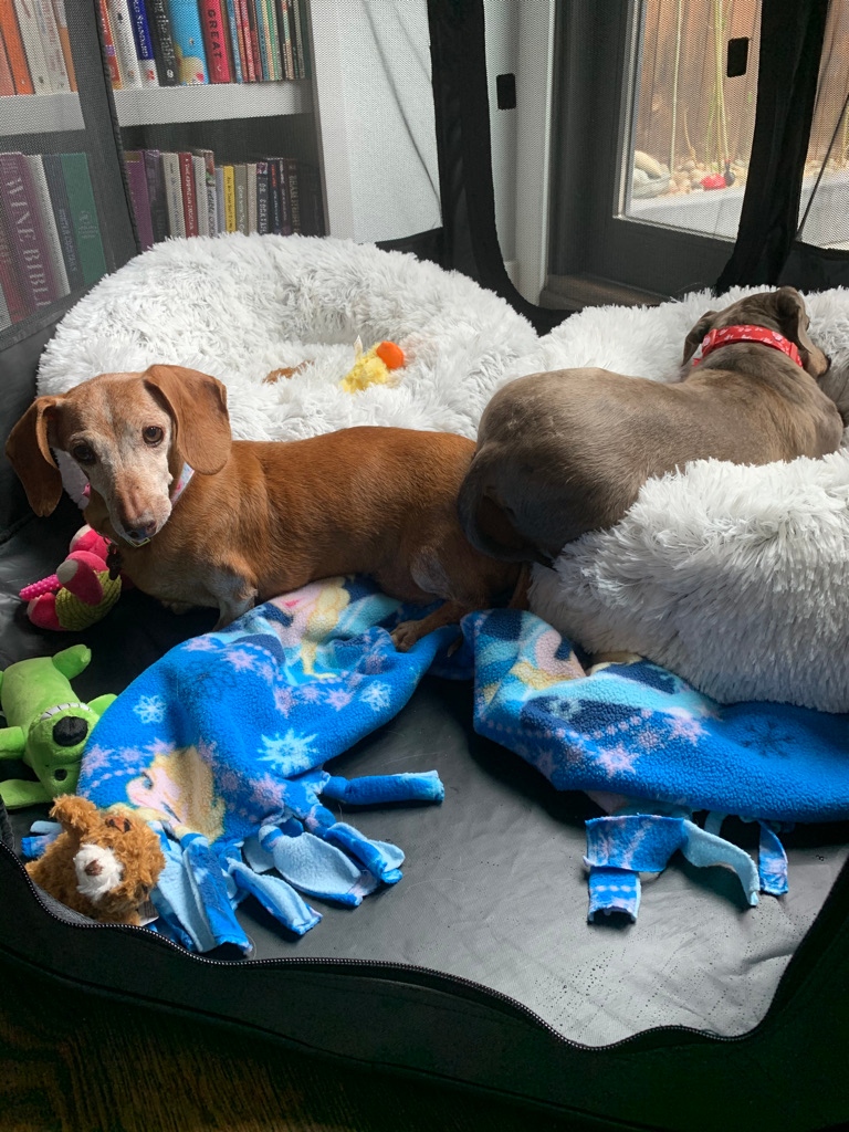 pepper_senior's tweet photo. Sometimes caring for these gals, means they need time away from the other dogs. 

From medical care and supplements, to exercise and love, we make sure they get nothing but the best.

With your help we can continue to give them their best days. Learn more: https://t.co/YXV2BwJwdQ https://t.co/na9gei4DDJ