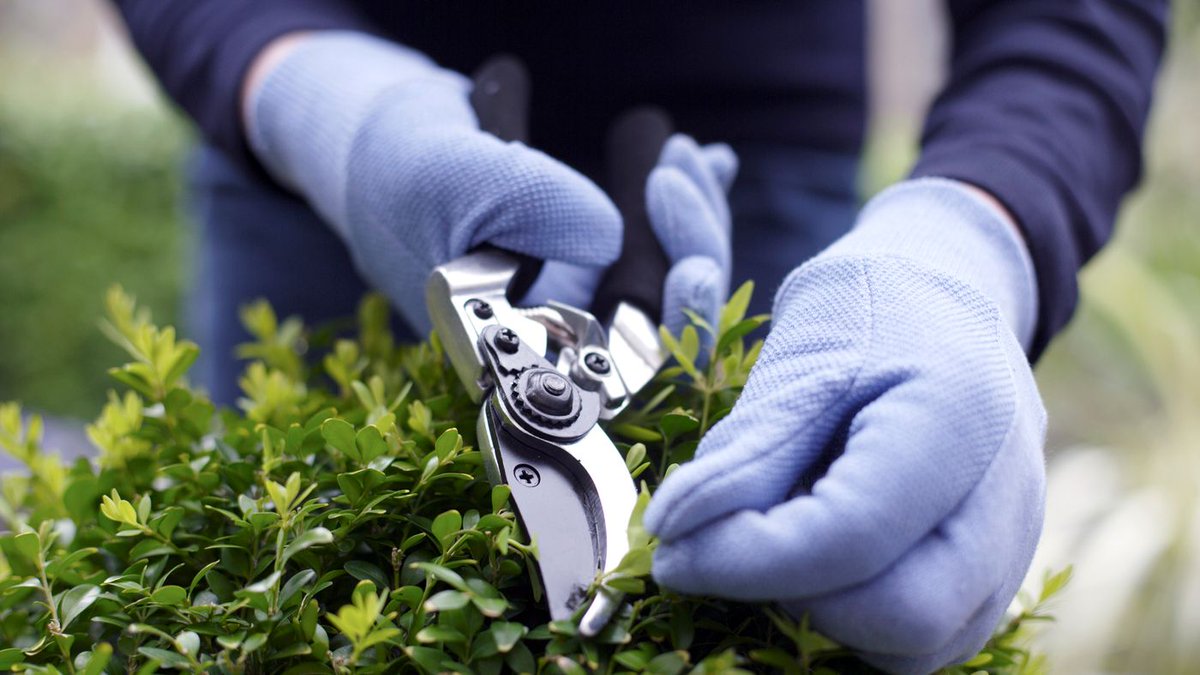 Are you looking to tidy up your garden shrubs? Then we have found the best deals on secateurs so you can get pruning. 

moderngardensmagazine.co.uk/garden-care/to…