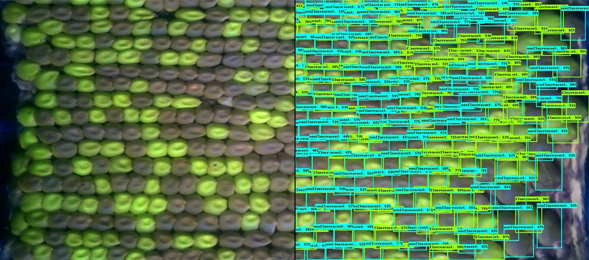 Postdoc position available! Work with an interdisciplinary team to investigate genome-to-phenome relationships in maize. Particularly interested in candidates with a background in quantitative approaches, looking to apply their expertise in plant biology tinyurl.com/2s57mha2