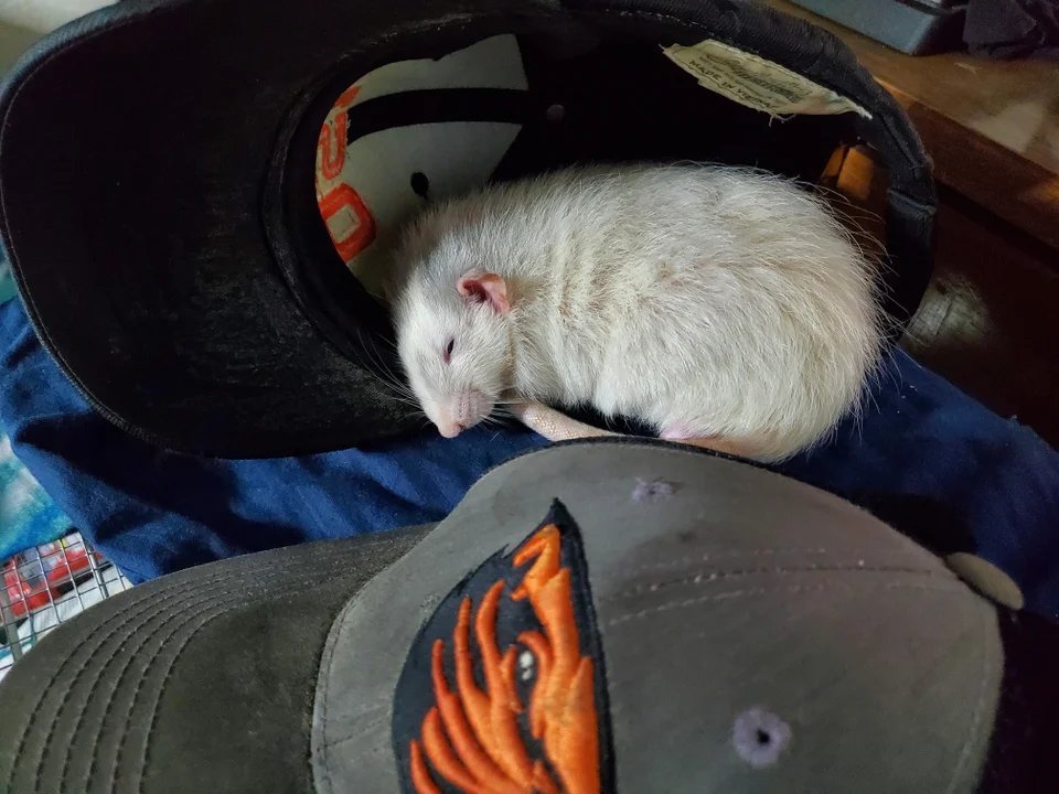 RatsEveryHour3's tweet photo. r(h)at 🧢🧢 https://t.co/lgl2t4oIOW