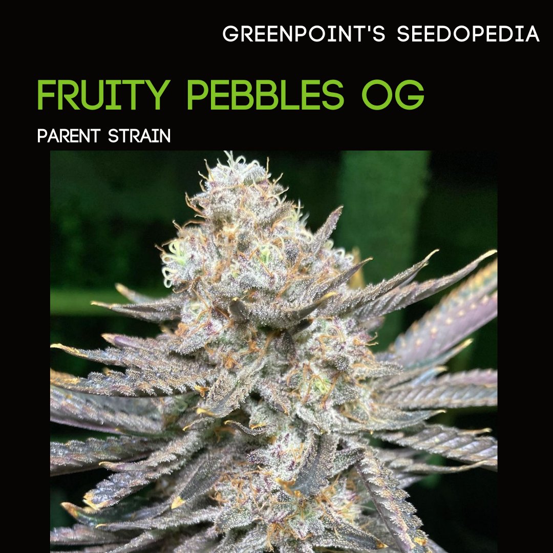 gps_seedbank's tweet photo. Fruity Pebbles OG is our parent strain highlight of the week. Check out our IG and FB pages for more info.
📸: tjsinsemilla (IG handle)
#fruitypebblesog #greenribbon #granddaddypurple #tahoealien #aliengenetics #greenpointseeds #cannabis #cannabiscommunity #cannabisculture https://t.co/vpDKfRuDN7