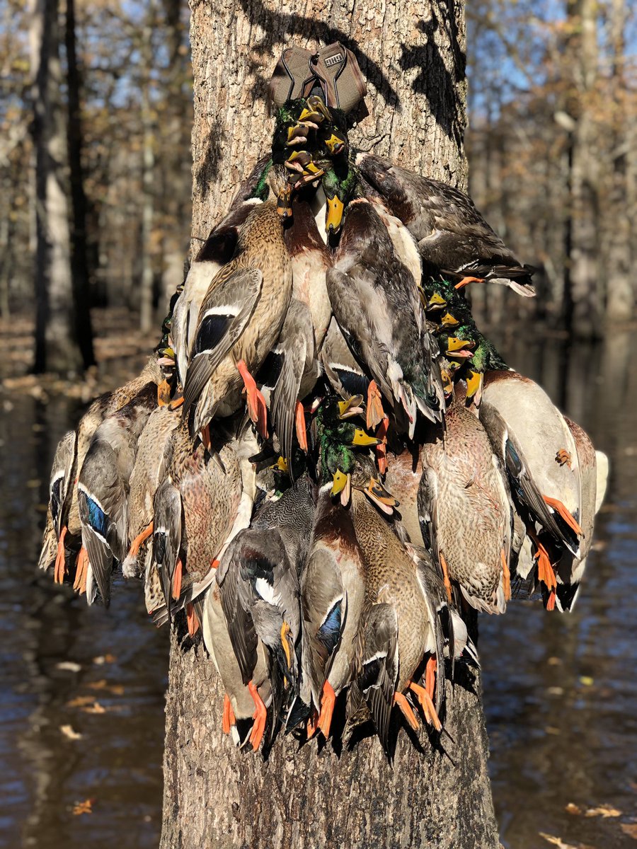 MayorJohnHolden's tweet photo. Opening weekend of duck season in Arkansas, always a great weekend of fun, food, and fellowship with good friends and a few ducks!
#slickshuntinglodge
#stuttgarthuntingclub
#timberhunting https://t.co/jnnNuVaFSi
