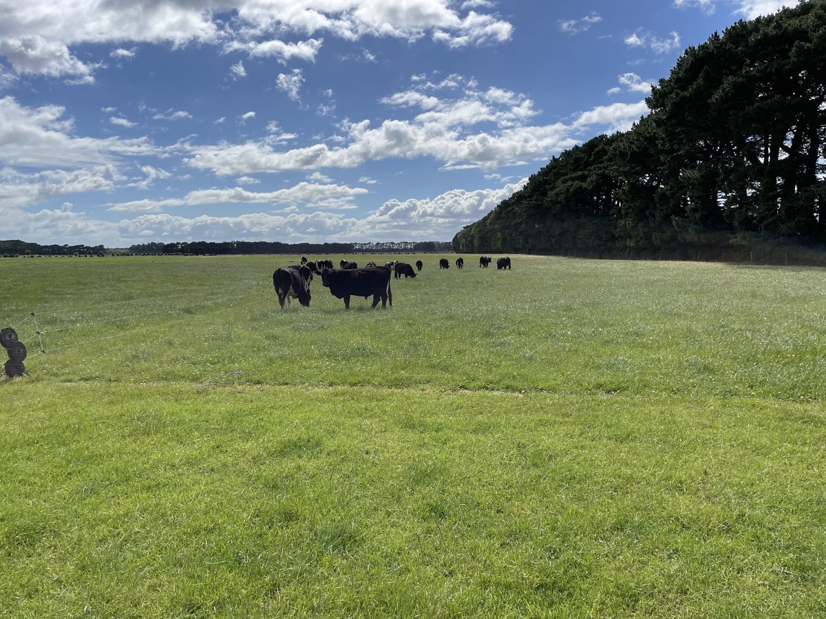 TomChisholm's tweet photo. Spring: Heads down in plenty of grass.
How my kg per hectare. When do we unload? Are they booked in? What are we replacing them with? How do we make the most of a good summer if we are locked into selling on a fixed plan? Do we prioritise cash flow or production? #Technograzing https://t.co/X90MEDXS6S