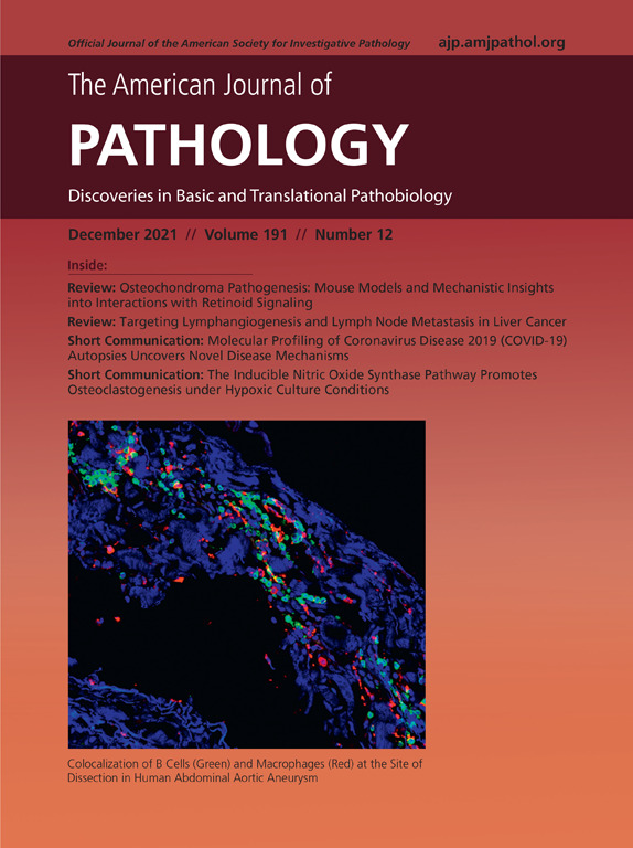 The December issue of <a href="/AJPathology/">The American Journal of Pathology</a> is now live!

Full issue: ajp.amjpathol.org/issue/S0002-94…

On the cover: Colocalization of B cells (green) and macrophages (red) at the site of dissection in human abdominal aortic aneurysm/