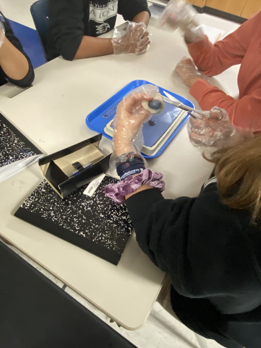 smfalcons's tweet image. Student&apos;s in Mrs. Stuart&apos;s Science class working on their cow eye dissections today! #Science #SullivanMiddleSchool #OneTeamOneMissionOneRockHill @RockHillSchools