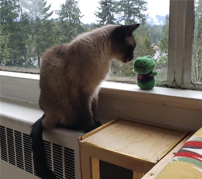 tealzilla's tweet photo. Today someone told me that plushie version me is their sweet kitty’s new best friend 💕🦖💕

I’m just happy to provide these cuties with comfort and companionship while their humans are stuck on @MicrosoftTeams calls all day… #TealzillaLife https://t.co/fmtcsMMiAc