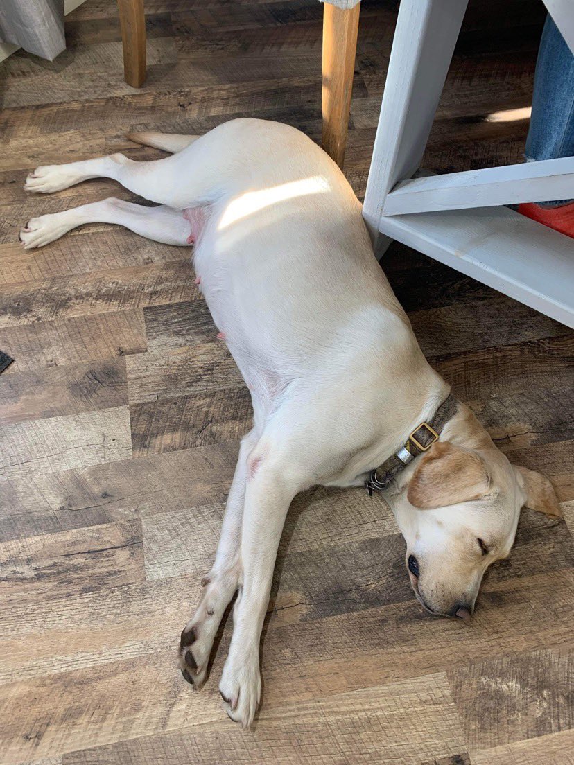 MitchMacMillen's tweet photo. My super cute and super pregnant dog is going to have her first litter of puppies and I’ll be at home with them for 2 weeks without WiFi. Do it for the puppies. @elonmusk https://t.co/0fQjDCmYev