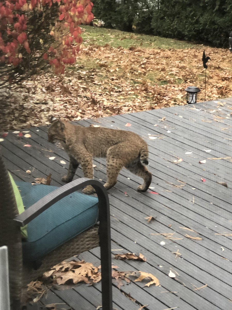 georgethe_king's tweet photo. How do we feel โbout #bobcats, frens? I at Nanaโs house & these 2 showed up. LOTS of barking. I be keepinโ an eye out for dem. #dogs #dogsoftwitter #dogslife #dogsdaily #goldenretriever #goldenretrievers #goldensoftwitter #dogsofNYC #dogsofManhattan #KingGeorge @ercavanaugh https://t.co/ubEd3JW1qr
