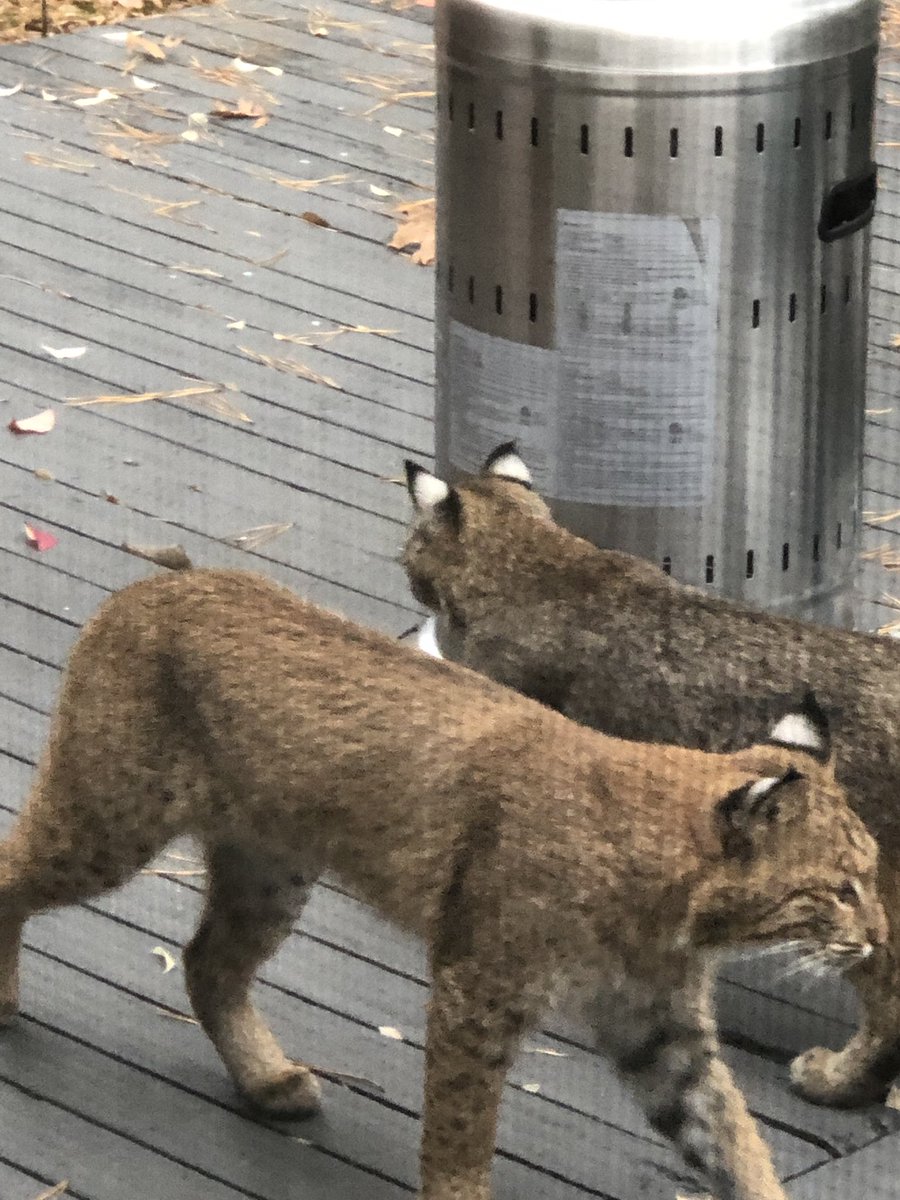 georgethe_king's tweet photo. How do we feel โbout #bobcats, frens? I at Nanaโs house & these 2 showed up. LOTS of barking. I be keepinโ an eye out for dem. #dogs #dogsoftwitter #dogslife #dogsdaily #goldenretriever #goldenretrievers #goldensoftwitter #dogsofNYC #dogsofManhattan #KingGeorge @ercavanaugh https://t.co/ubEd3JW1qr