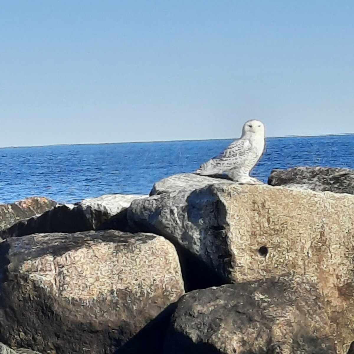 Wow! A beautiful snowy owl was spotted on the rocks at Hampton Beach recently. 
 
📷: Chelsey Cooper | u local New Hampshire