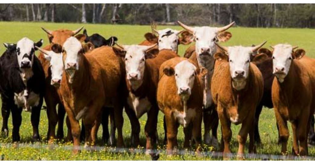 DTN Livestock Midday: Aggressive Trade Quickly Finds Support rlm.ag/ZvZC2