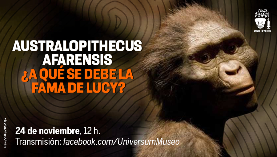 UNAM (@unam_mx) on Twitter photo Cuando, en 1974, Donald Johanson y su equipo descubrieron los fragmentos óseos, la comunidad científica ni les extendió un saludo. Años más tarde, Lucy se convertiría en el esqueleto más famoso del mundo. Transmisión de <a href="/UniversumMuseo/">Universum Museo</a> > bit.ly/35I1uaM
#VacúnateYPonte😷 Cuando, en 1974, Donald Johanson y su equipo descubrieron los fragmentos óseos, la comunidad científica ni les extendió un saludo. Años más tarde, Lucy se convertiría en el esqueleto más famoso del mundo. Transmisión de <a href="/UniversumMuseo/">Universum Museo</a> > bit.ly/35I1uaM
#VacúnateYPonte😷