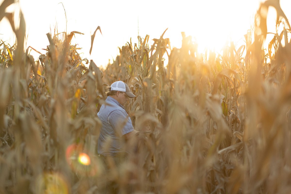 AgriGold's tweet photo. Innovative, resilient, and willing to do whatever it takes to get the job done. That's how we would describe the American Farmer. In this #WeekofThankfulness, AgriGold would like to thank farmers for all they do to feed the world. https://t.co/K4Jah9N1V2