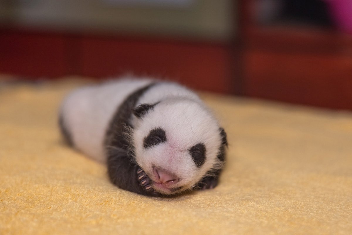 ArielEndsley's tweet photo. Ever been jealous of the Panda’s low-activity lifestyle? Recent findings reveal three major energetic adaptations related to a diet based almost exclusively on bamboo! #USFconsbio #conservation #panda #giantpanda #metabolism
? —> https://t.co/wPxcWu2Som https://t.co/rCRr9qtgZW
