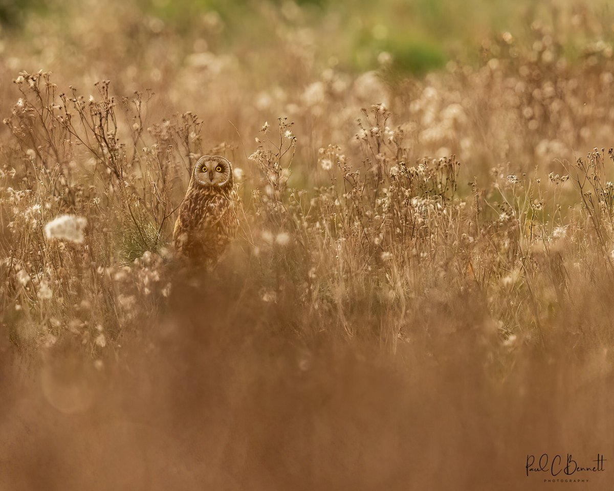 In golden fields the Short Eared Owl whilst out and about in the the great British countryside!!!
#BBCWildlifePOTD #bbcspringwatch <a href="/BBCSpringwatch/">BBC Springwatch</a> <a href="/WildlifeMag/">BBC Wildlife</a> #shortearedowl #natgeoyourlens #bestbirdshot #bbccountryfilemagazinepotd