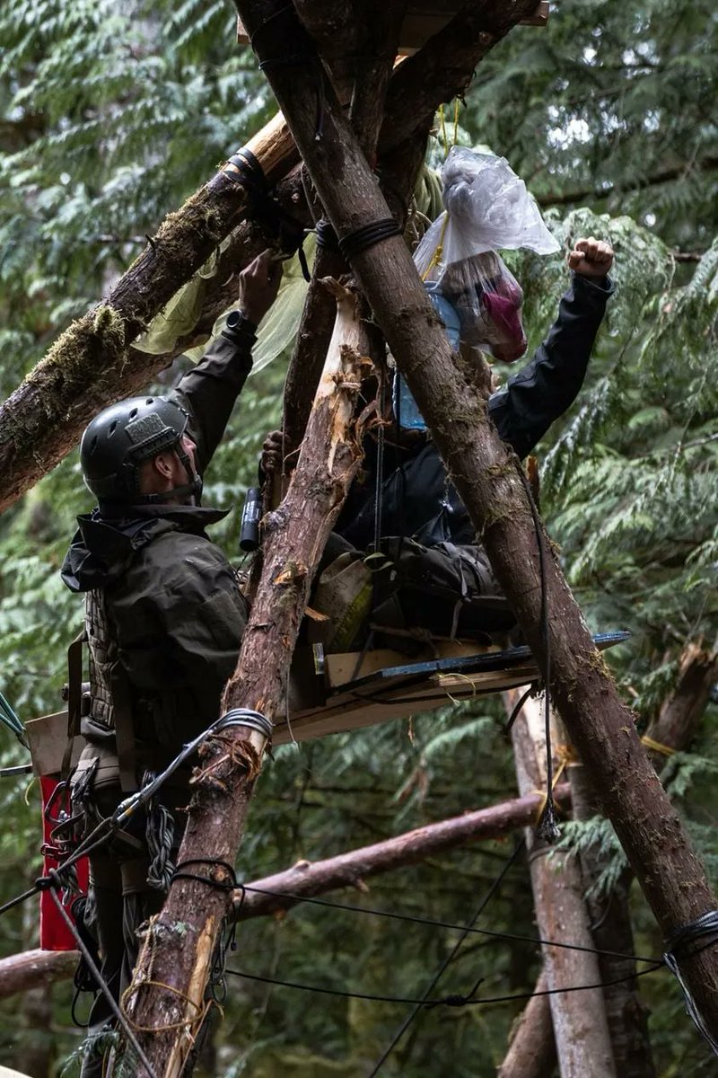 MikeHudema's tweet photo. Over 1100 people have been arrested protecting some of the last remaining iconic old growth forests in British Columbia. It's the largest act of environmental civil disobedience in Canada's history. 

 @jjhorgan, #ActOnClimate, protect the irreplaceable.

#climate #nature @bcndp https://t.co/FYD7GpXdVP