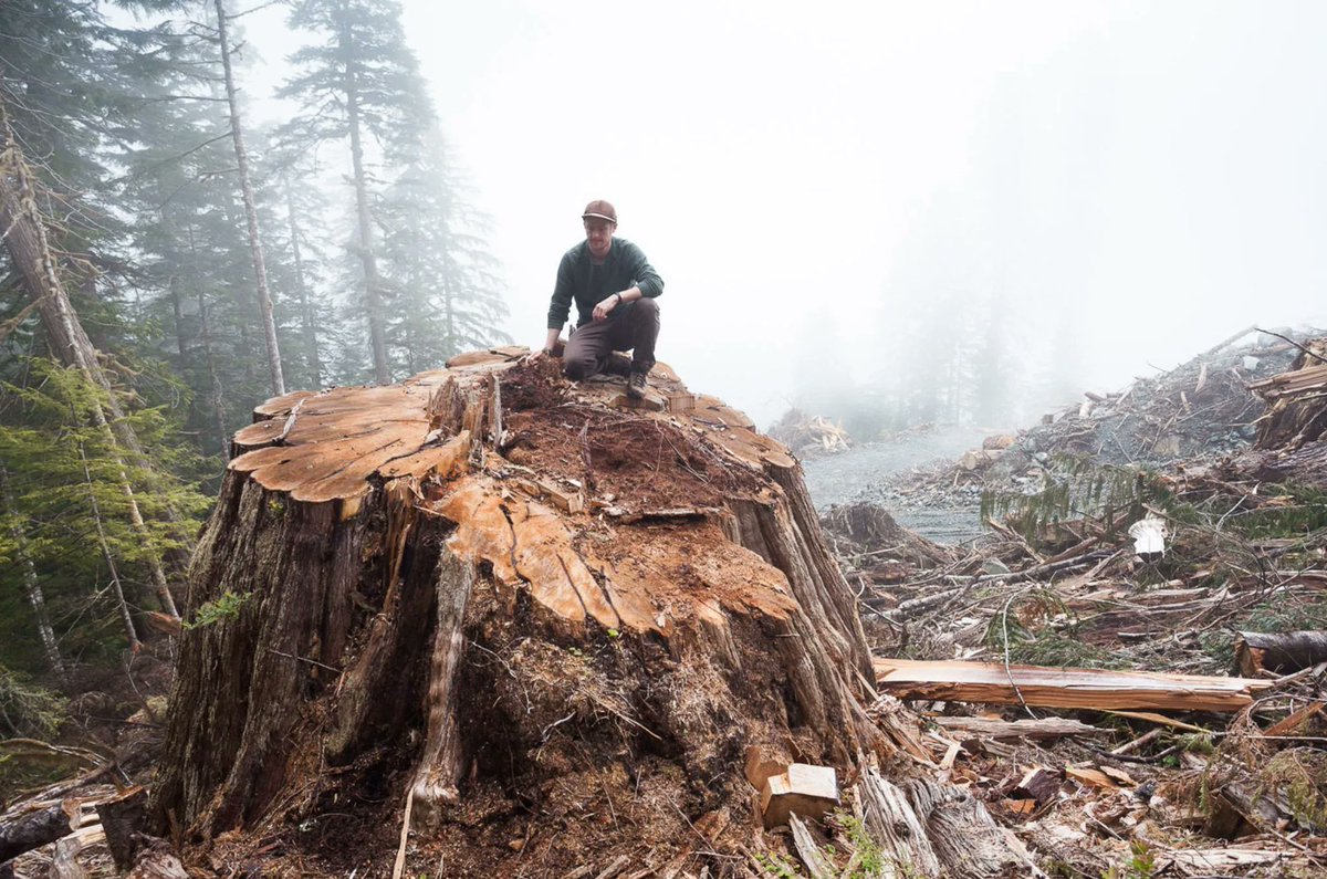 MikeHudema's tweet photo. Over 1100 people have been arrested protecting some of the last remaining iconic old growth forests in British Columbia. It's the largest act of environmental civil disobedience in Canada's history. 

 @jjhorgan, #ActOnClimate, protect the irreplaceable.

#climate #nature @bcndp https://t.co/FYD7GpXdVP