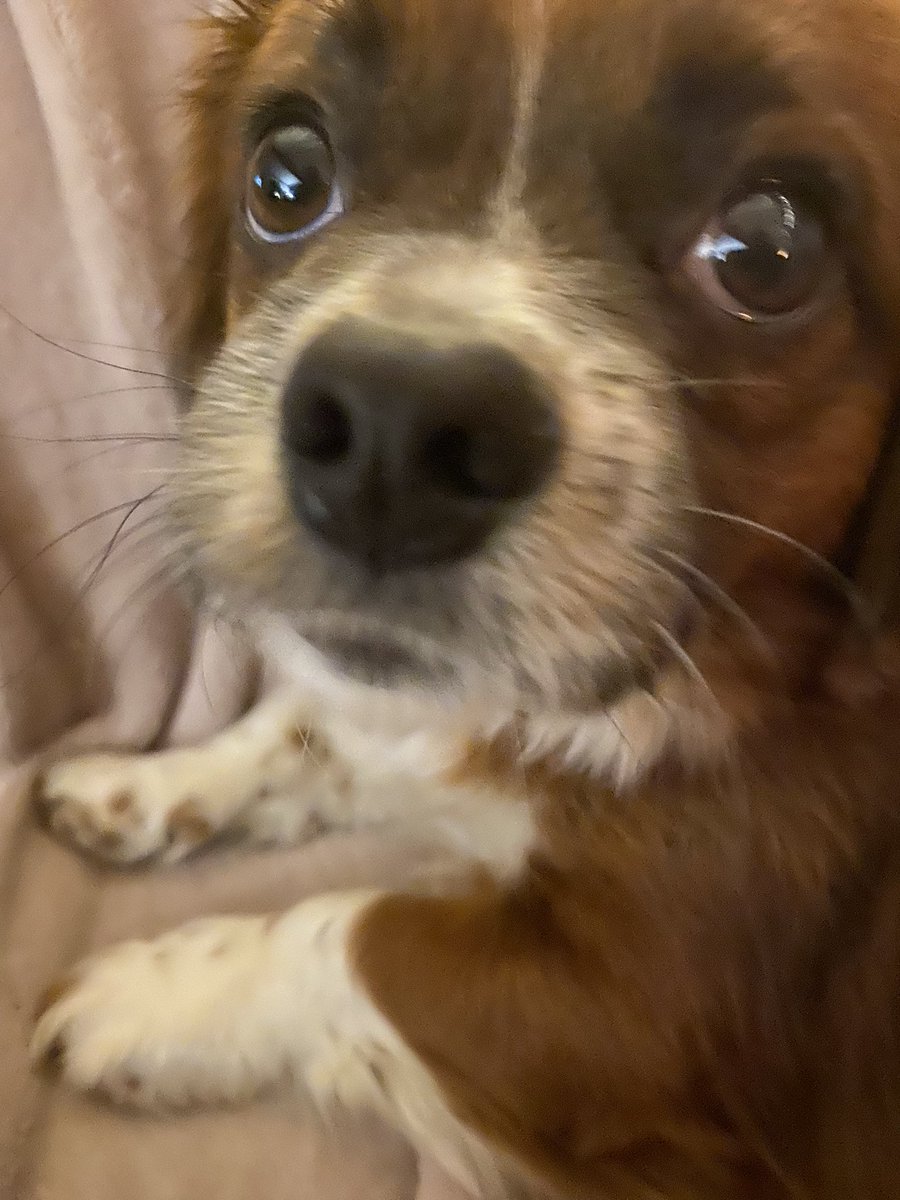 PhelpsieSarah's tweet image. Li’l Gary wonders why my tea is not also his tea. @interdogrescue #foster2adopt #romanianrescuedog