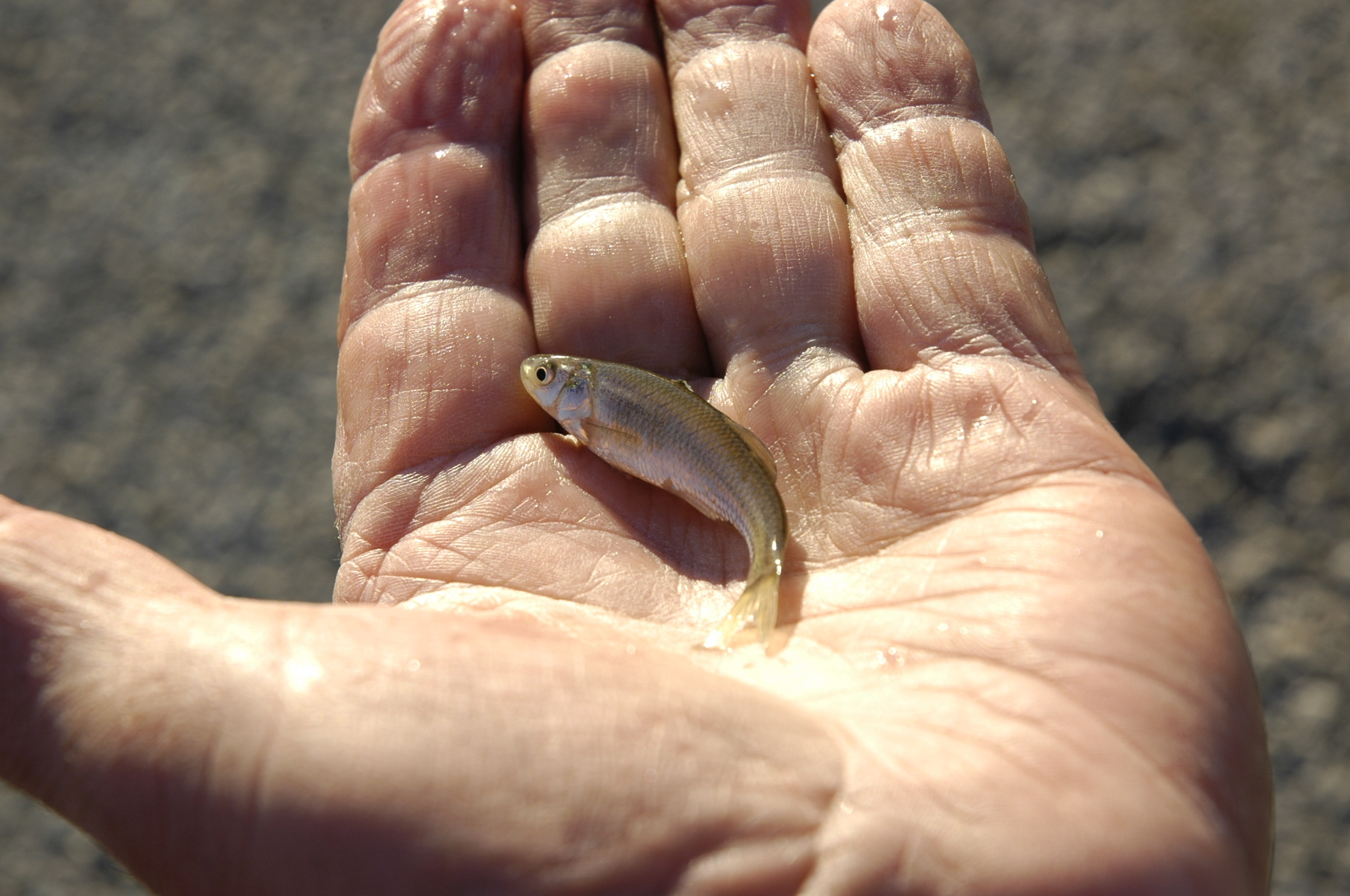 TPWD Fishing on X: The fathead minnow is a stream fish, able to tolerate a  wide range of environmental conditions including high temperatures, low  oxygen levels, and high turbidities. This species is