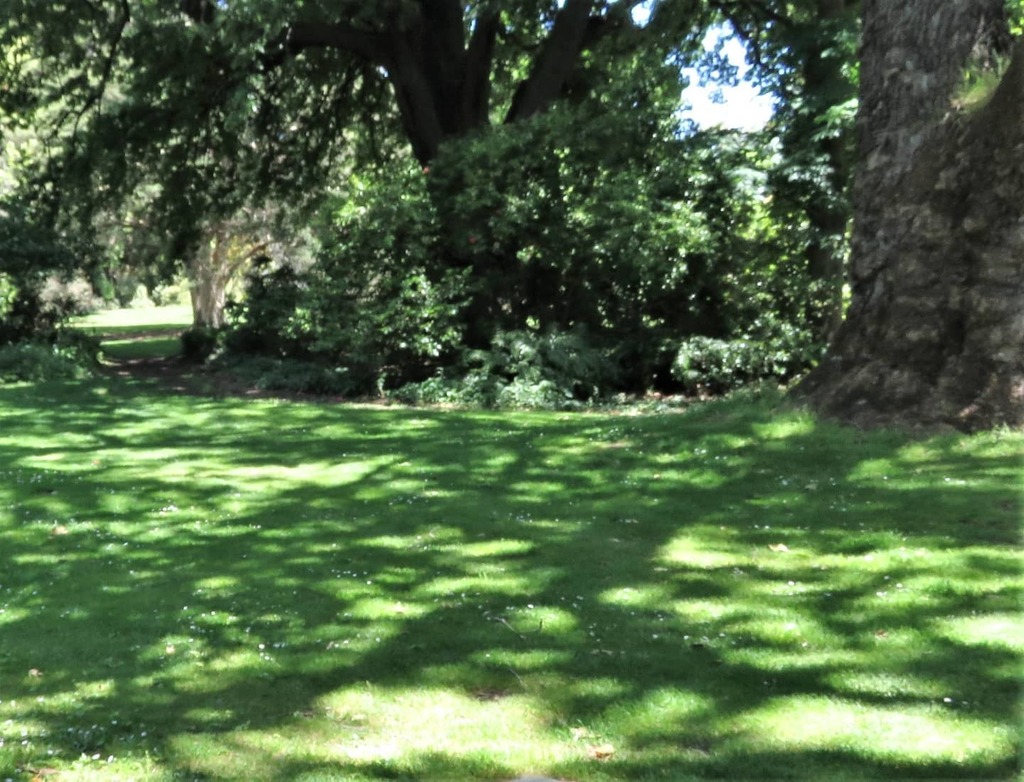 RBG_Victoria's tweet photo. Light and shade on near Herb Garden, off Oak Lawn
Daily photo by @TimEntwisle #PassionForPlants #MelbourneGardens #RoyalBotanicGardensVictoria #plants #garden #gardenplants #botanicalphotography #gardenflowers #flowers #botanicgardens #sprummer #sprin… https://t.co/K7duOZcgBT https://t.co/iaqLYIGesQ