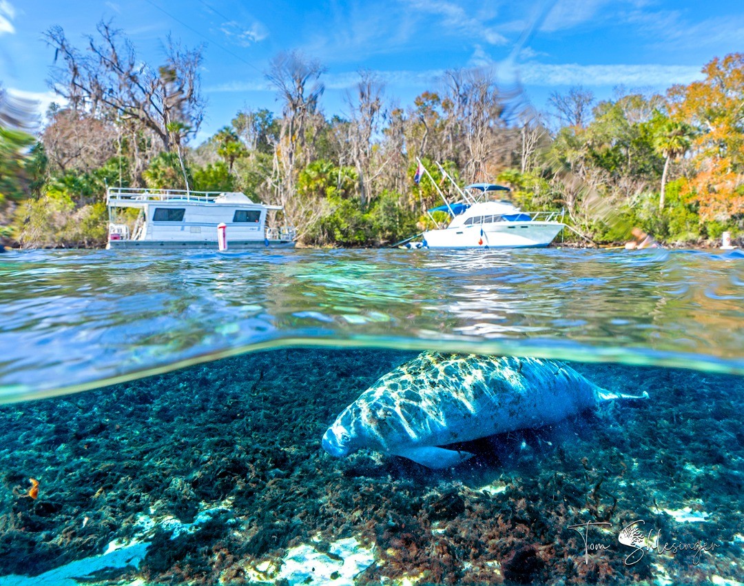 ocalamarion's tweet photo. The #manatees love our 72 degrees spring water during the winter months! This cute fella is hanging out at Silver Glen Springs on this #ManateeMonday #OcalaNationalForest. 
.
📸 @tom_shlesinger 
@NFinFlorida https://t.co/XK5vpMvzGA