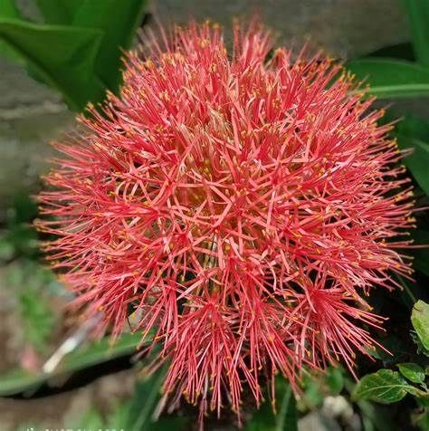 Akio Mizuno 11月23日火曜日 おはこんでぇ す 誕生花 ハエマンサス 花言葉 富裕 勤労感謝の日 新嘗祭 あんこうの日など 岩崎ひろみ 三瓶 田中みな実さんなどの誕生日 今日の誕生日の人 ハッピーバースディ T Co 7ac0fiwike Twitter